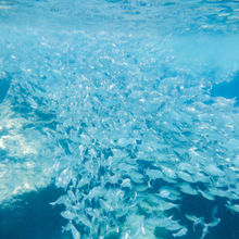 SNORKELING IN HAWAII