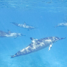 SNORKELING IN HAWAII