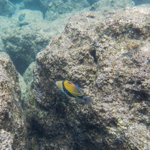 SNORKELING IN HAWAII