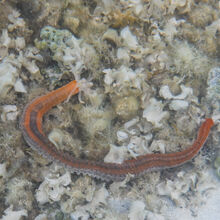 SNORKELING IN HAWAII