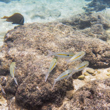 SNORKELING IN HAWAII