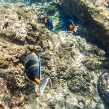 SNORKELING IN HAWAII