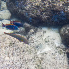 SNORKELING IN HAWAII