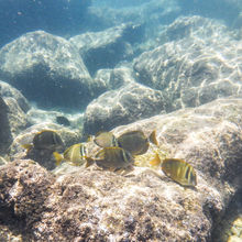 SNORKELING IN HAWAII