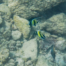 SNORKELING IN HAWAII