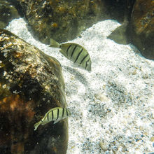 SNORKELING IN HAWAII