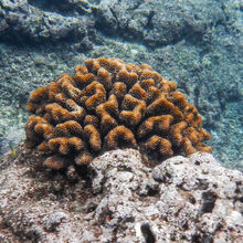 SNORKELING IN HAWAII