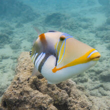 SNORKELING IN HAWAII