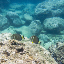 SNORKELING IN HAWAII