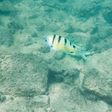 SNORKELING IN HAWAII