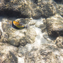 SNORKELING IN HAWAII