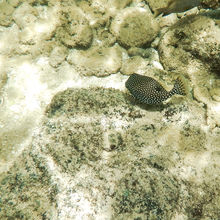 SNORKELING IN HAWAII