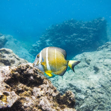 SNORKELING IN HAWAII