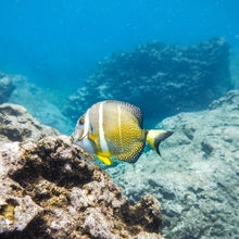 SNORKELING IN HAWAII