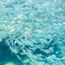 SNORKELING IN HAWAII