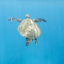 SNORKELING IN HAWAII