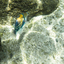 SNORKELING IN HAWAII