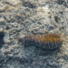 SNORKELING IN HAWAII