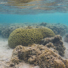 SNORKELING IN HAWAII