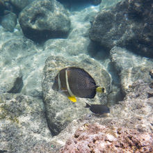 SNORKELING IN HAWAII