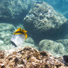 SNORKELING IN HAWAII