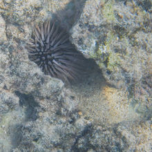 SNORKELING IN HAWAII