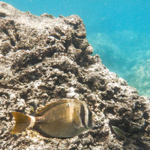 SNORKELING IN HAWAII