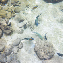 SNORKELING IN HAWAII