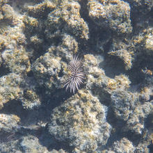 SNORKELING IN HAWAII