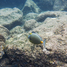 SNORKELING IN HAWAII