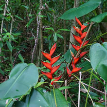 HIKING IN HAWAII