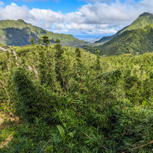 HIKING IN HAWAII