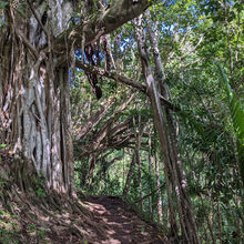 HIKING IN HAWAII