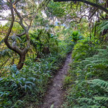 HIKING IN HAWAII