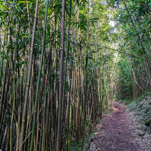 HIKING IN HAWAII