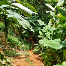 HIKING IN HAWAII