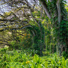 HIKING IN HAWAII