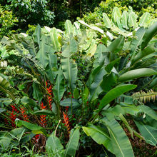 HIKING IN HAWAII