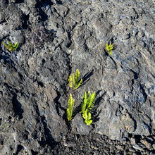 HAWAII VOLCANOES NATIONAL PARK