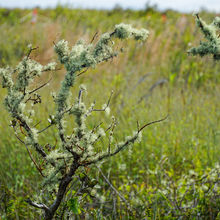 HAWAII VOLCANOES NATIONAL PARK