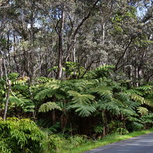 HAWAII VOLCANOES NATIONAL PARK