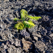 HAWAII VOLCANOES NATIONAL PARK