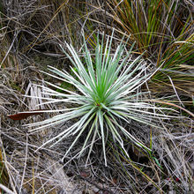 HAWAII VOLCANOES NATIONAL PARK