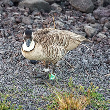 HAWAII VOLCANOES NATIONAL PARK