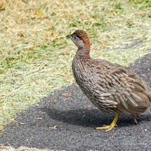 HAWAII VOLCANOES NATIONAL PARK