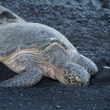 BLACK SAND BEACHES, BIG ISLAND HAWAII