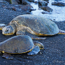 BLACK SAND BEACHES, BIG ISLAND HAWAII