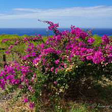 WONDERS OF THE BIG ISLAND, HAWAII