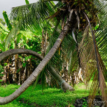 WONDERS OF THE BIG ISLAND, HAWAII