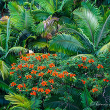 WONDERS OF THE BIG ISLAND, HAWAII